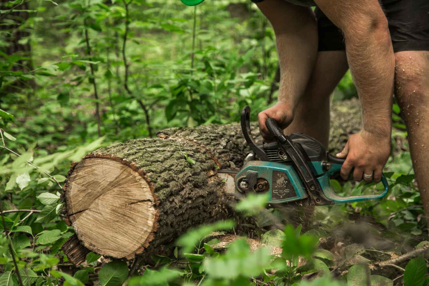 The Steps Involved in Our Tree Care Process in Jefferson, IA